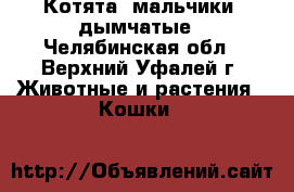 Котята, мальчики, дымчатые - Челябинская обл., Верхний Уфалей г. Животные и растения » Кошки   